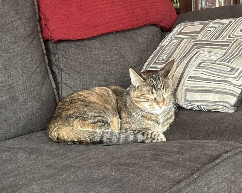 Ruby Kitty Connection - Gradient Pattern Collection - HD Quality