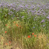 8F51AD7F-A1F6-4A13-8043-3DB7C263D9A2 8F51AD7F-A1F6-4A13-8043-3DB7C263D9A2