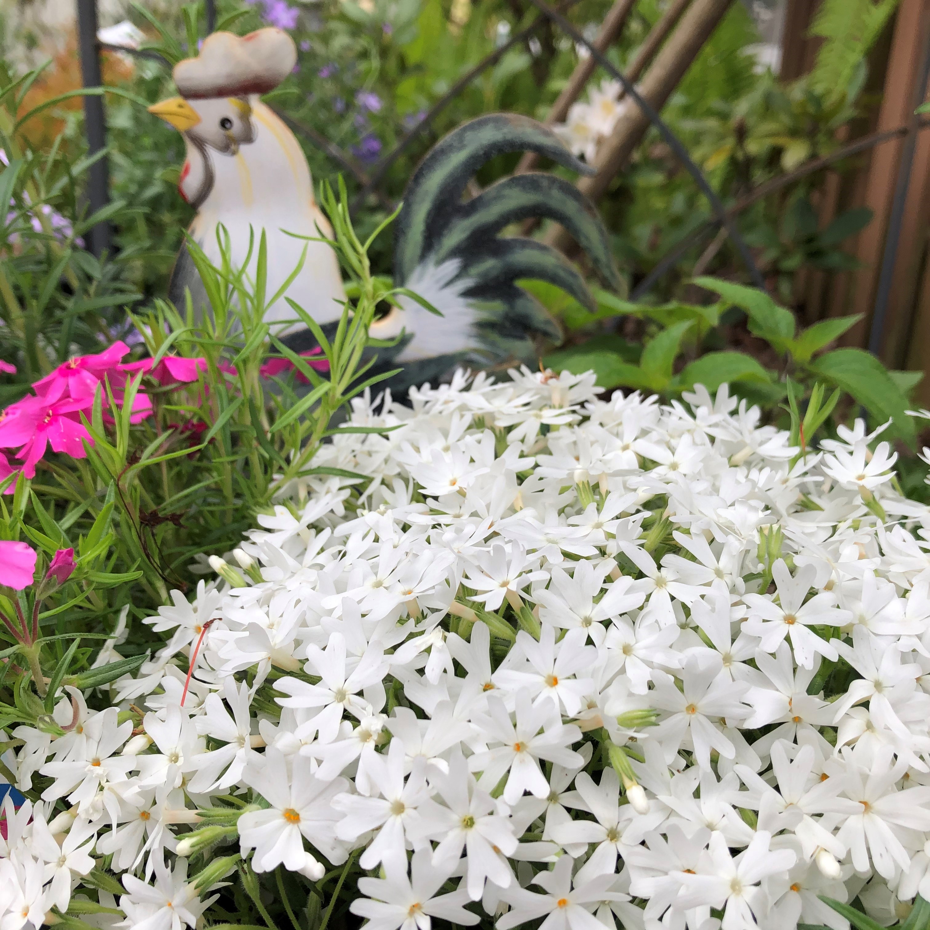 The Many Benefits of Groundcovers in a Garden - Kentucky Native