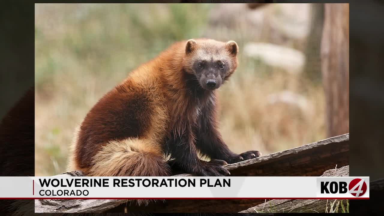 Wolverine Comeback? Colorado Parks Plan to Reintroduce Wolverines to Four Corners Region (2026)