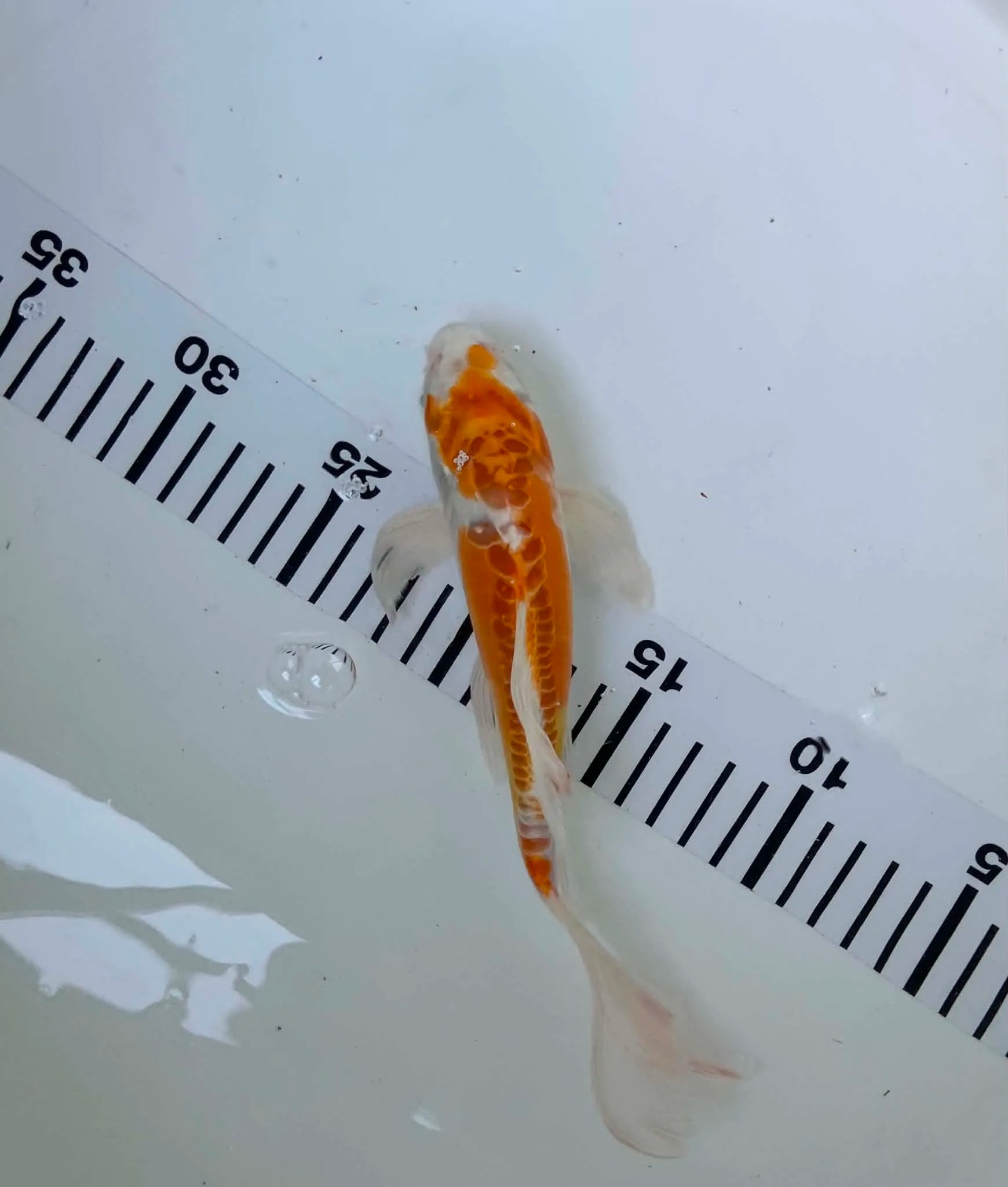 Butterfly Koi