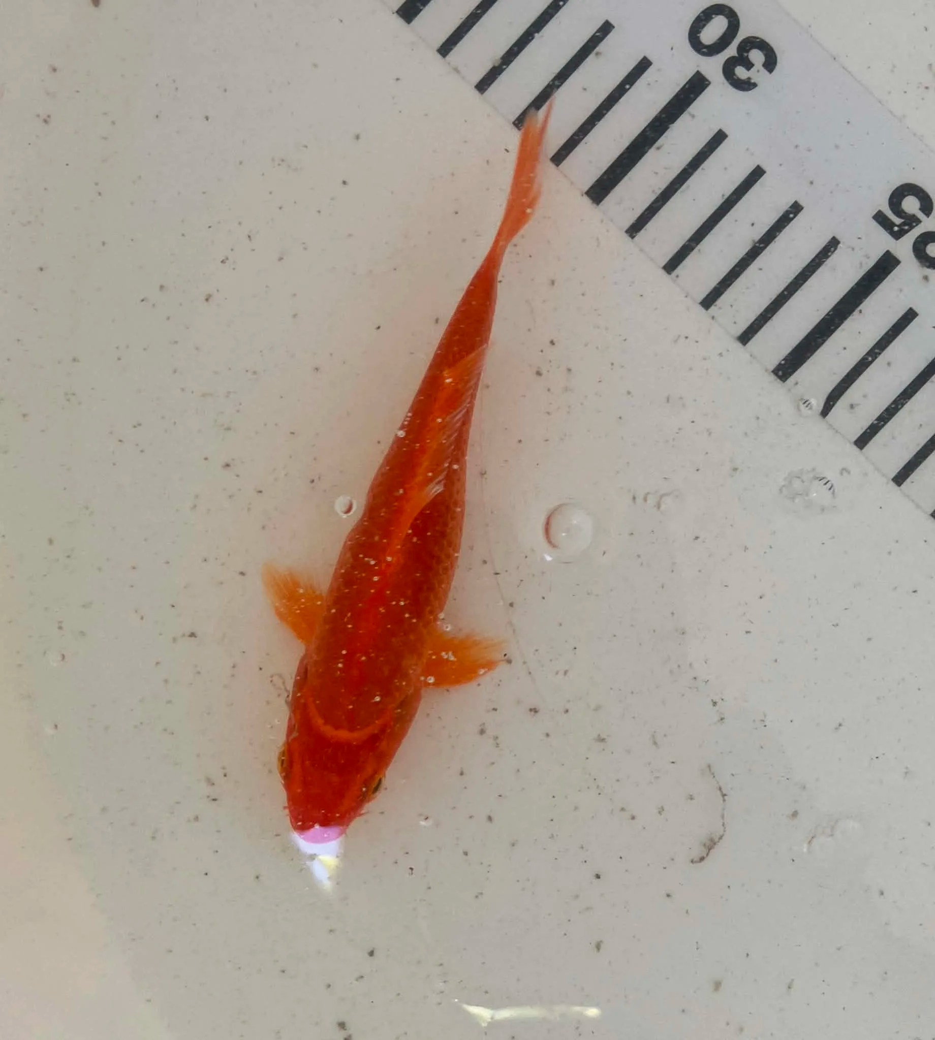 Orange Mix Koi