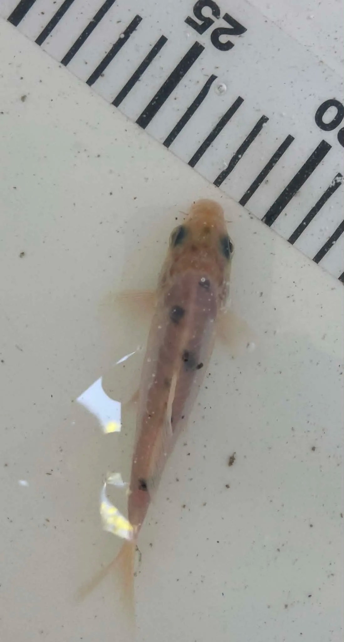 Kage Mix Koi