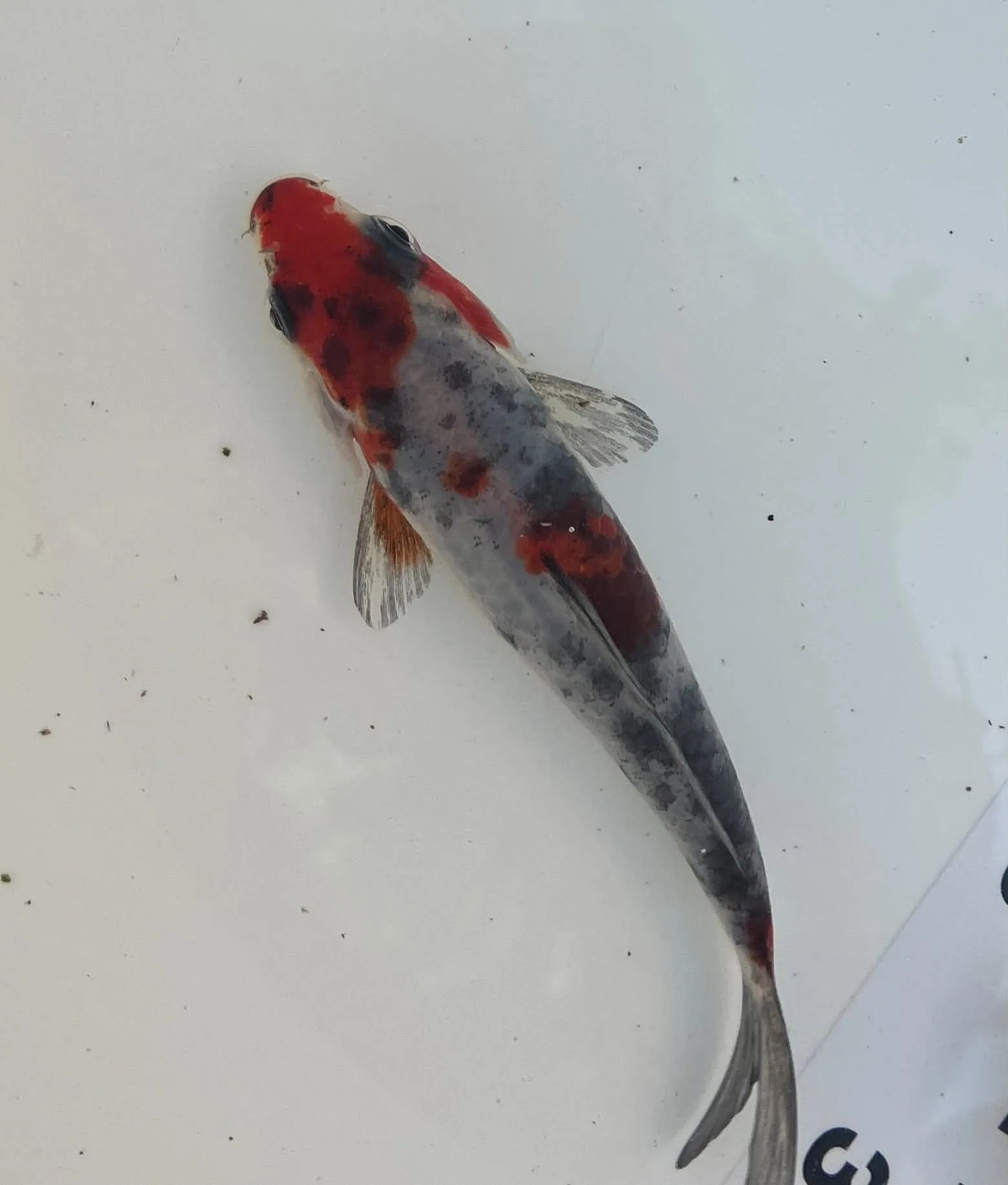 Mix Koi