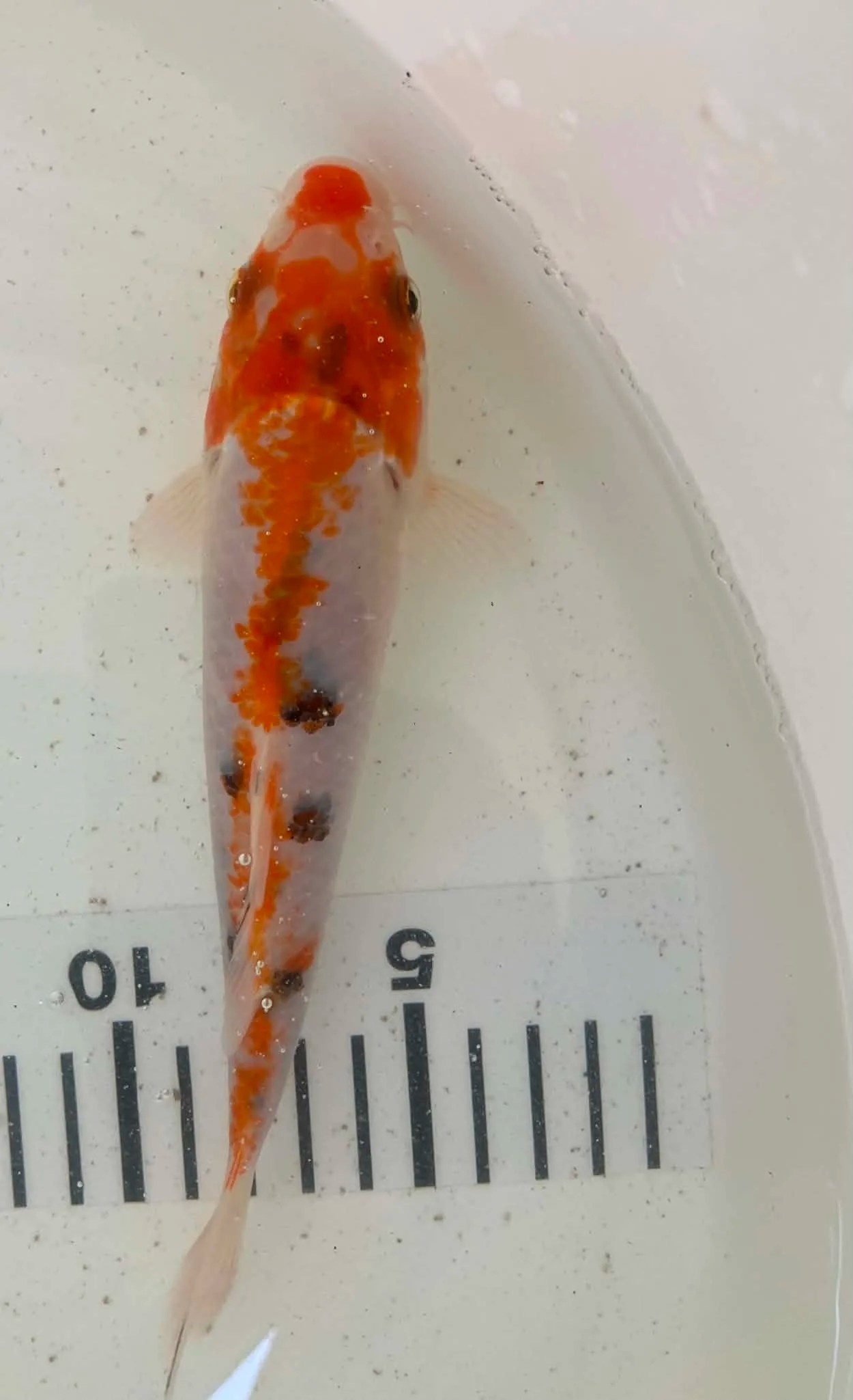 Mix Koi
