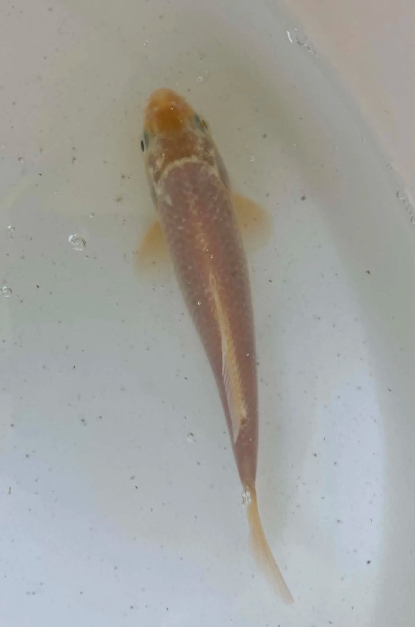 Mix Koi