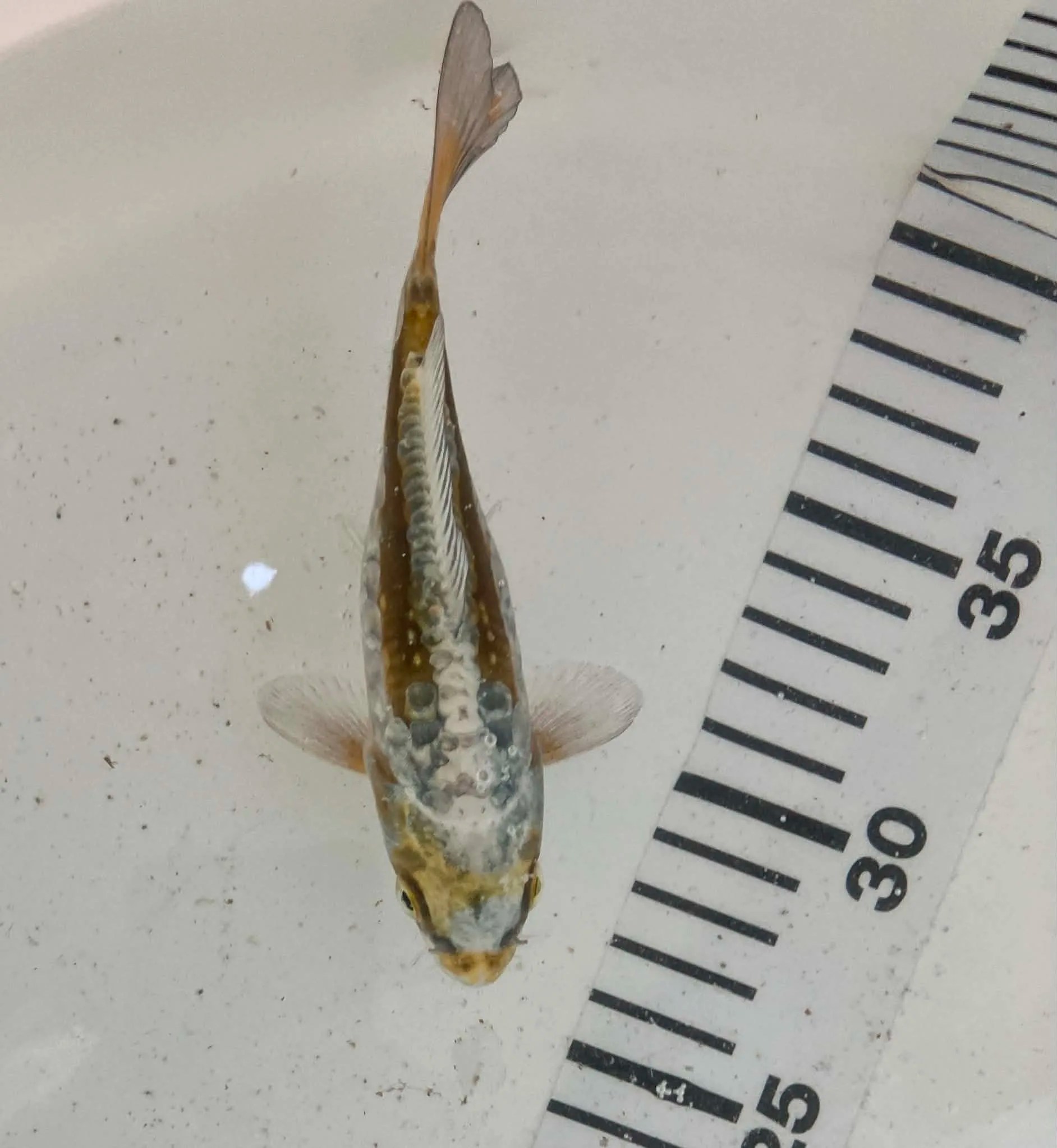 Mix Koi