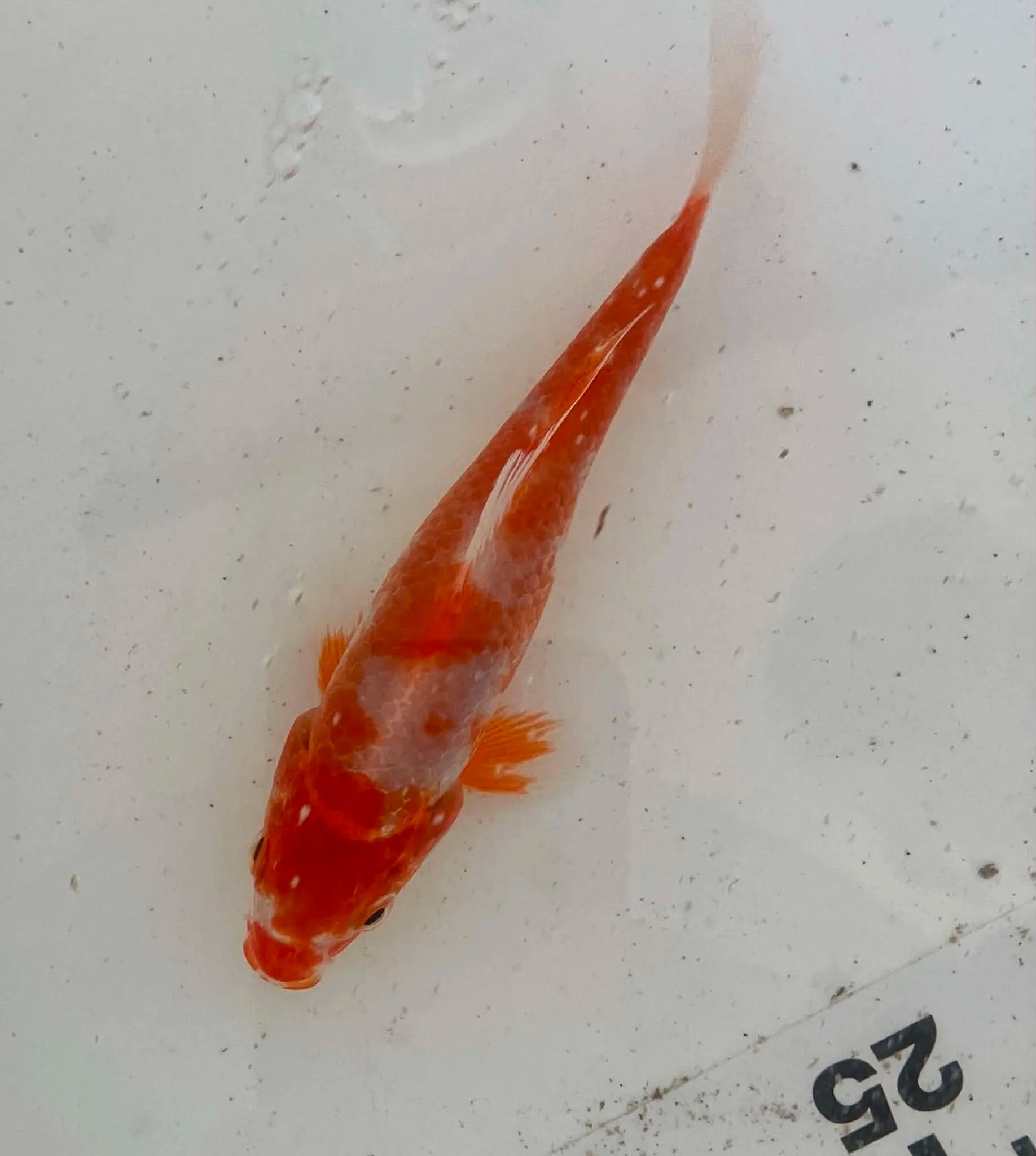 Mix Koi
