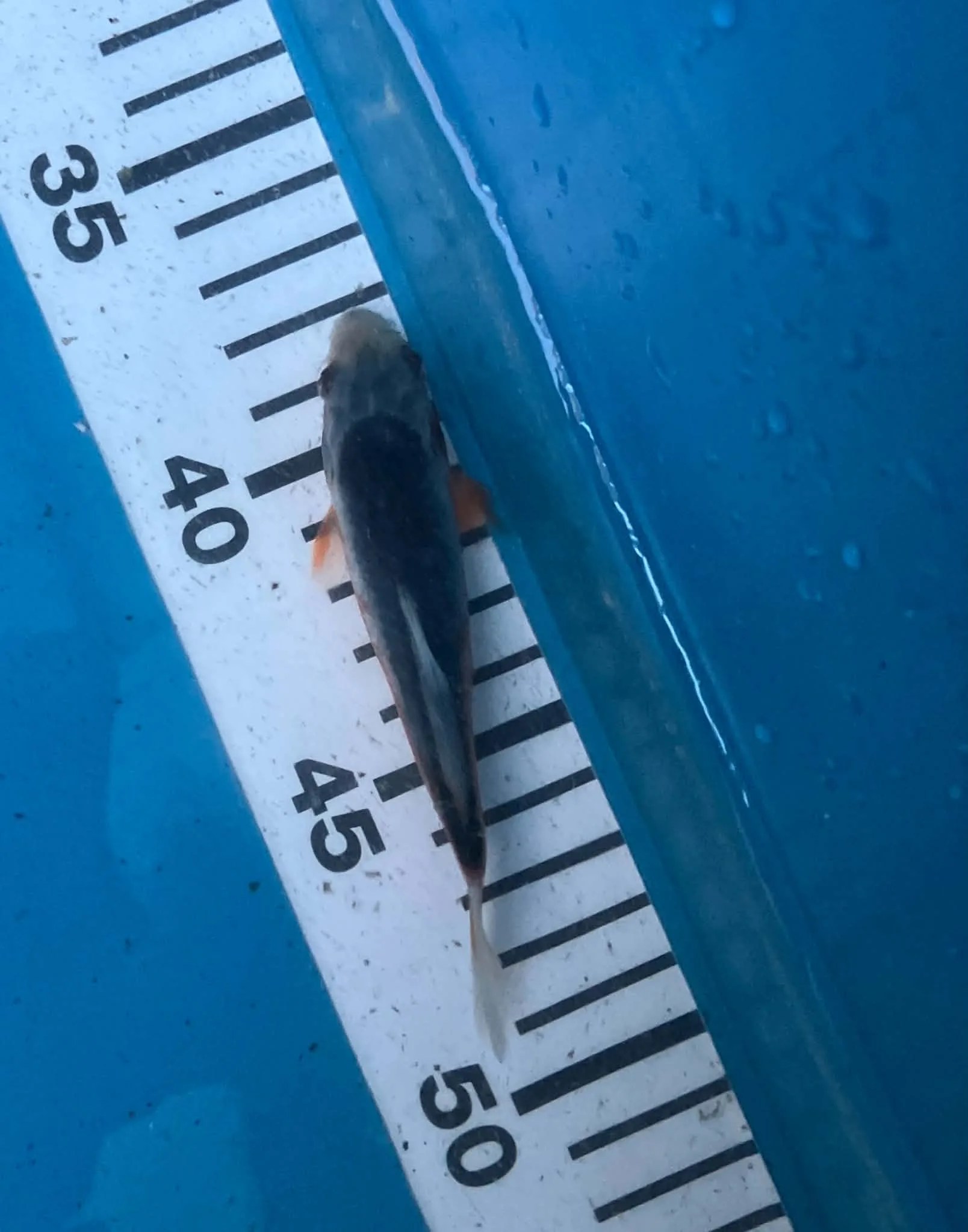 Asagi