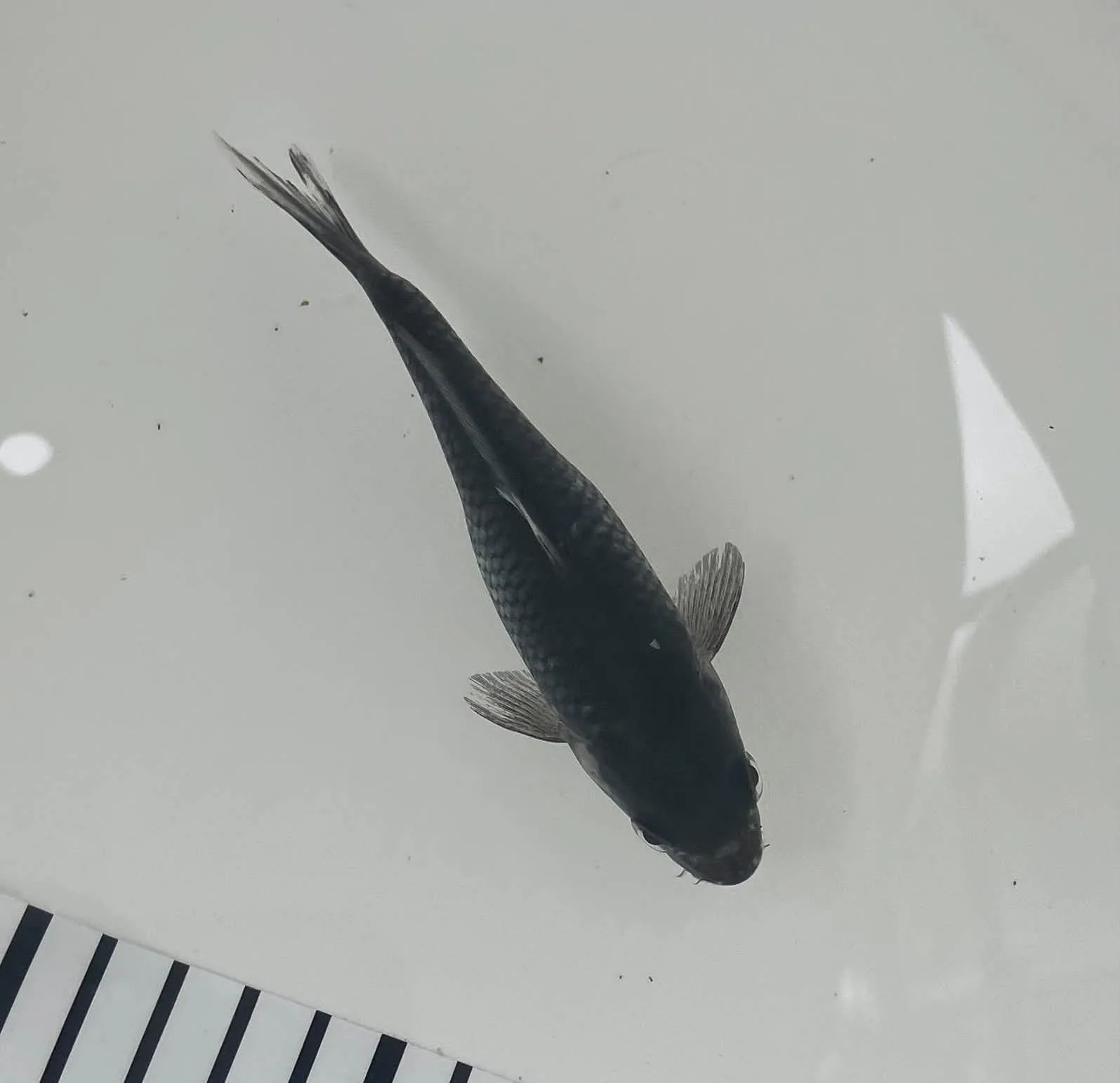 Mix Koi