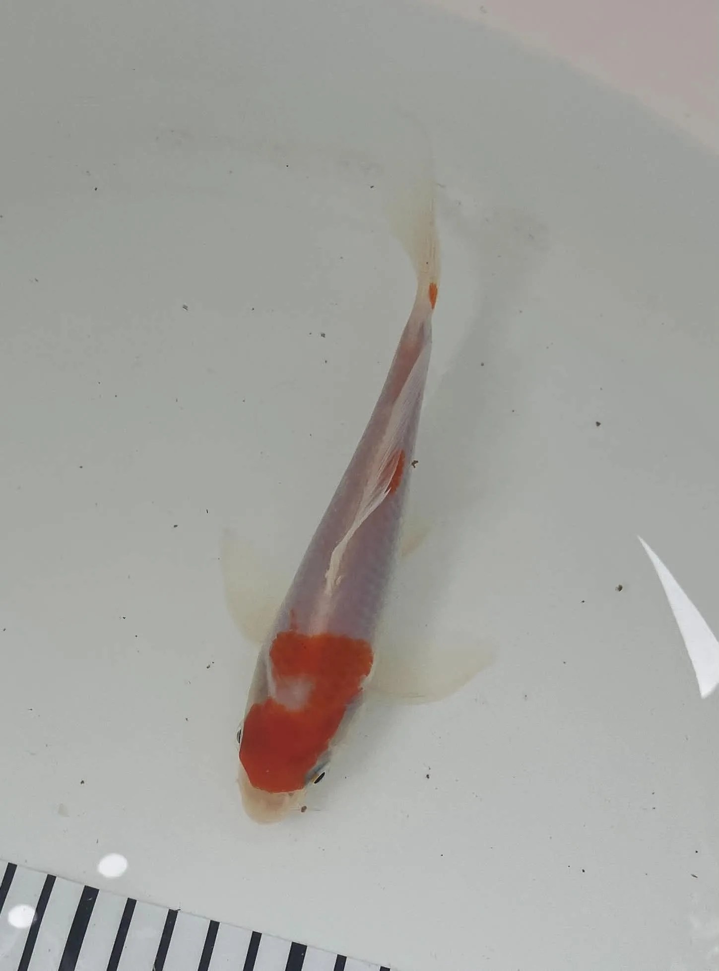 Kohaku Butterfly