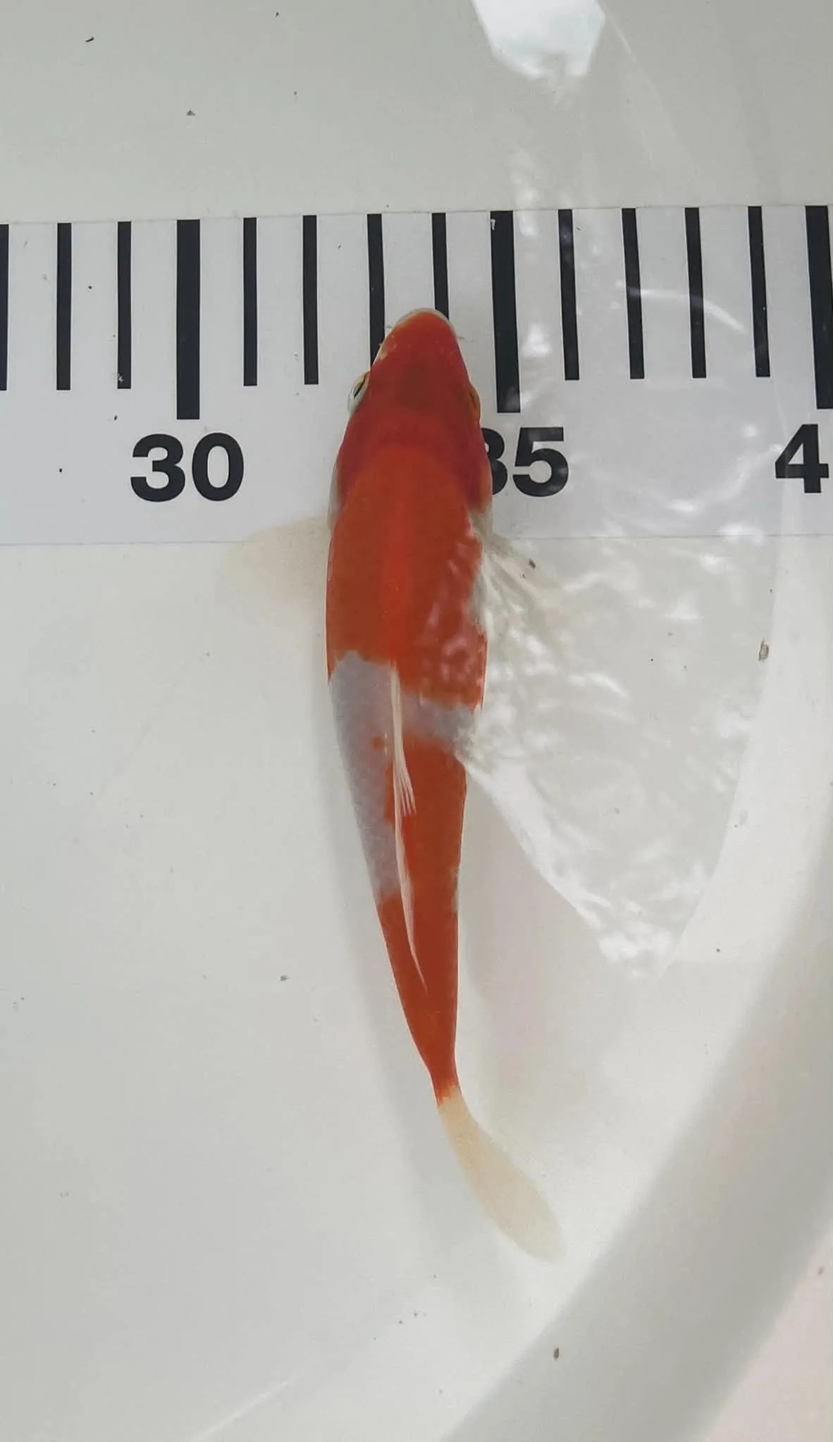 Kohaku