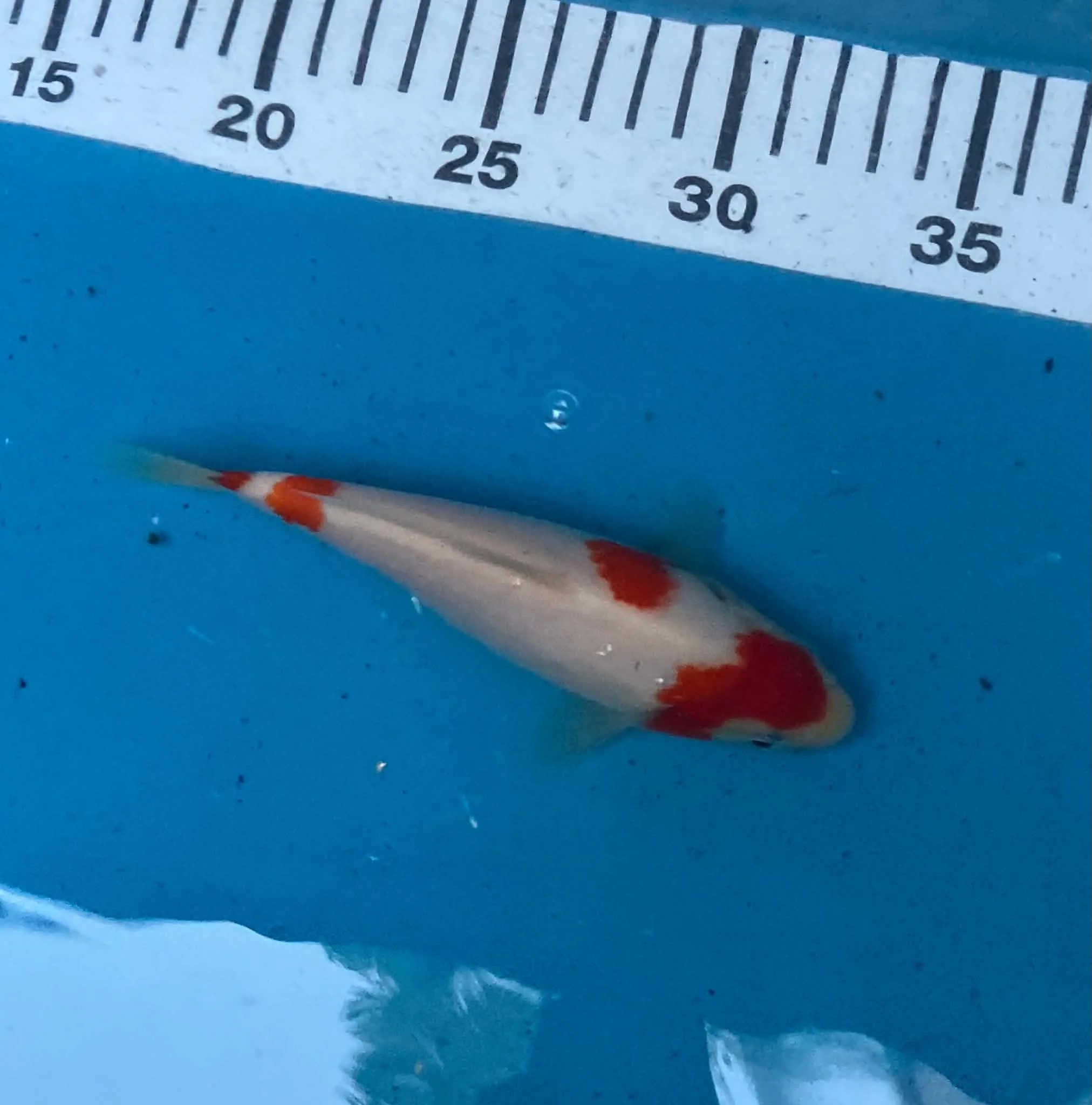 Kohaku