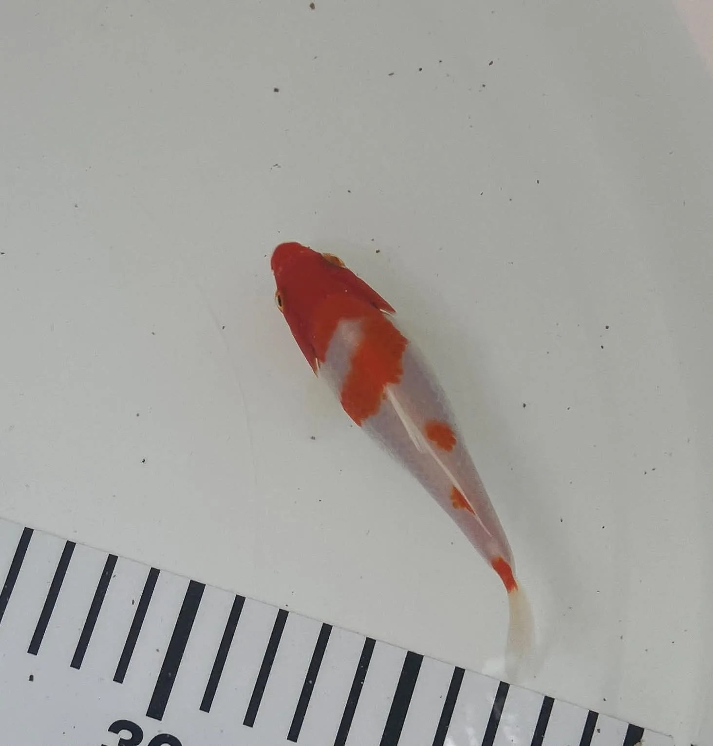 Kohaku