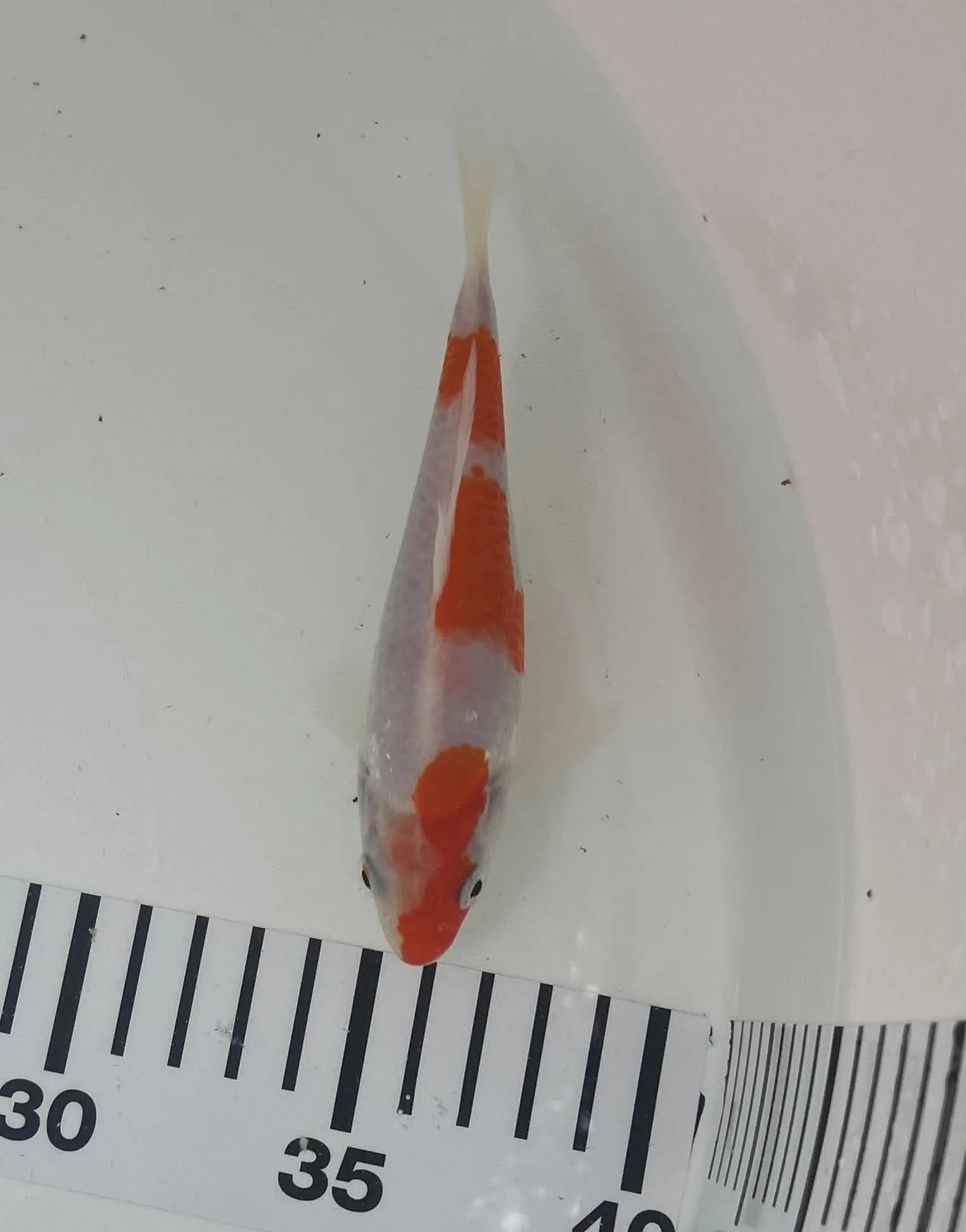 Kohaku