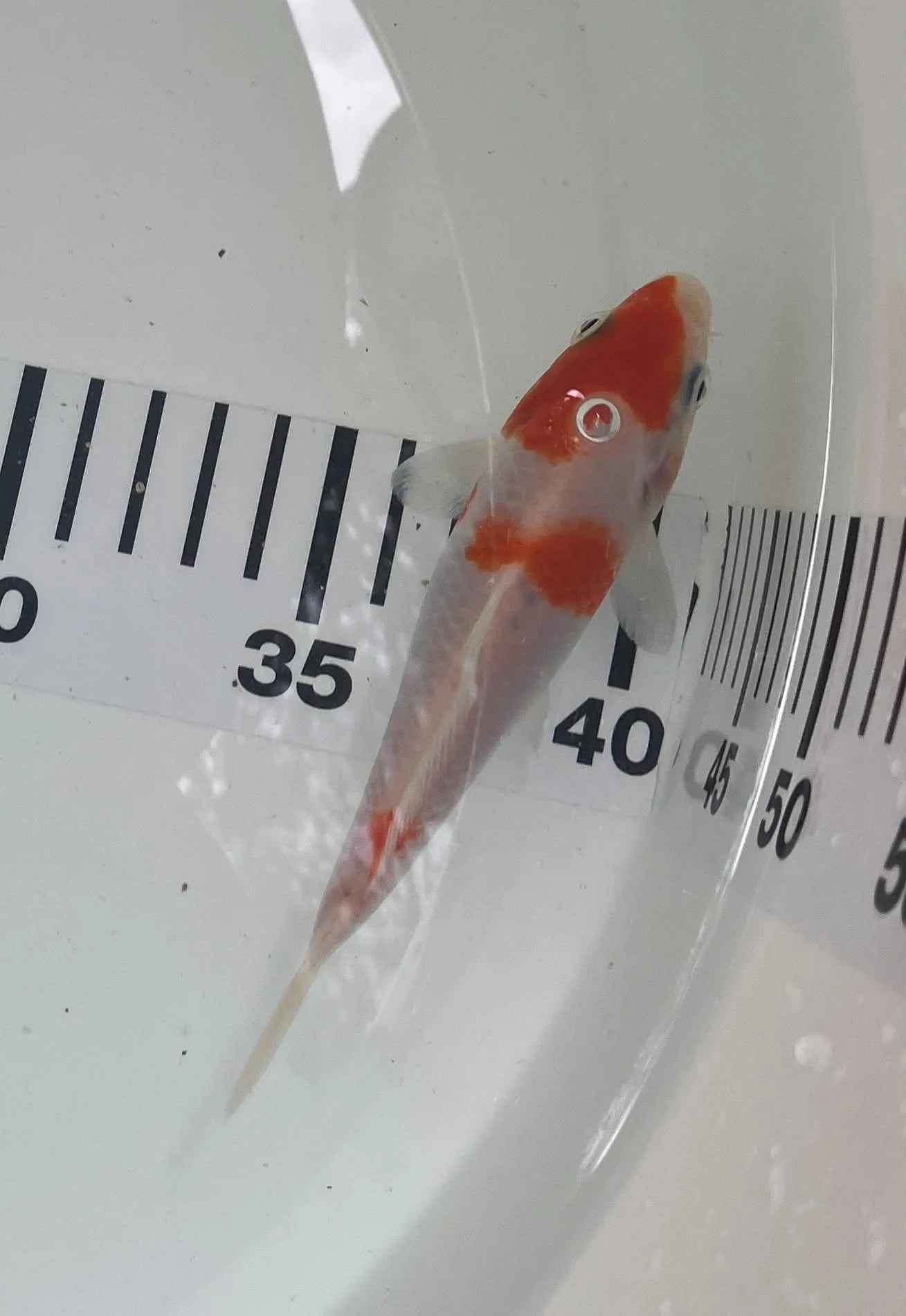 Kohaku