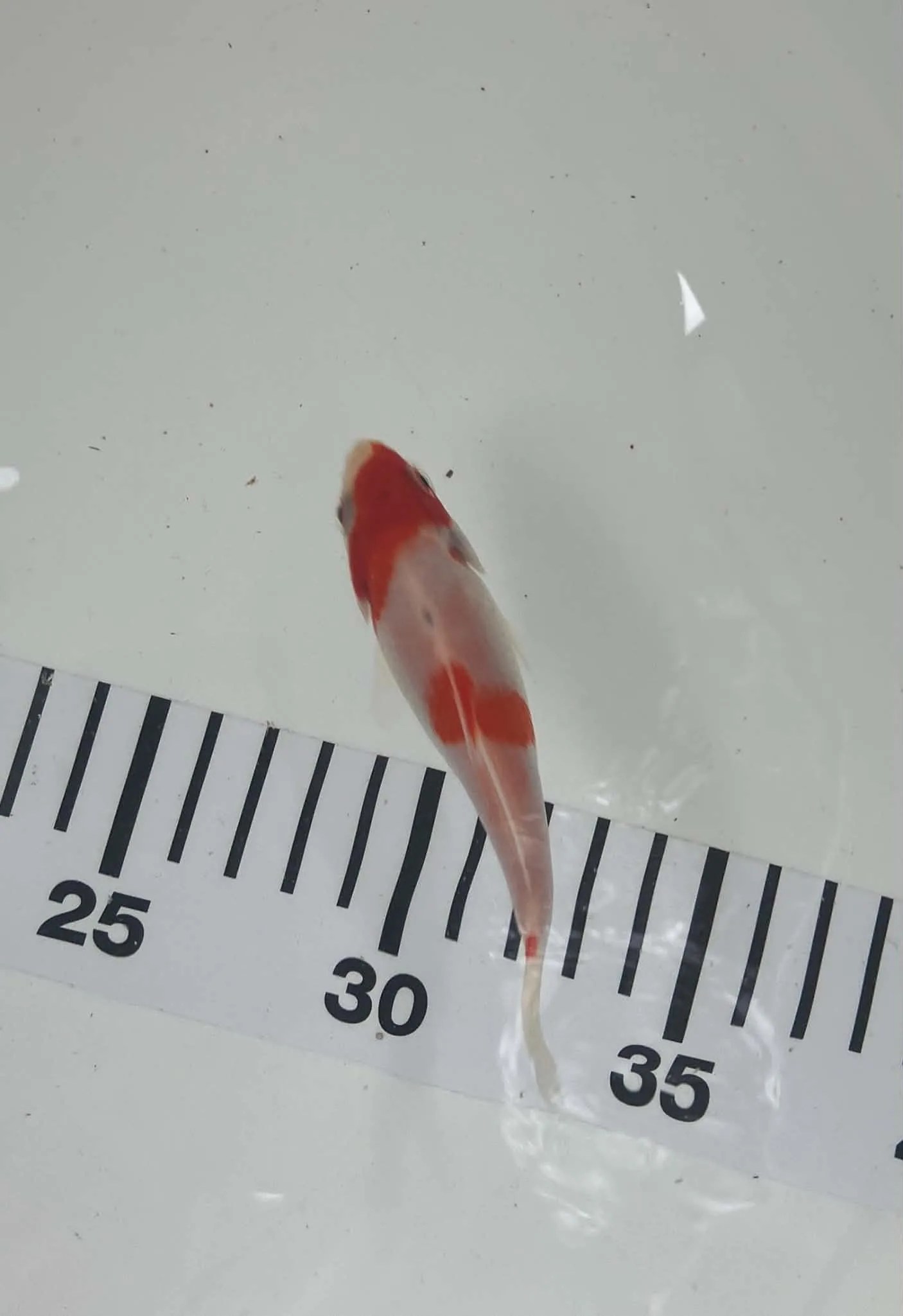 Kohaku