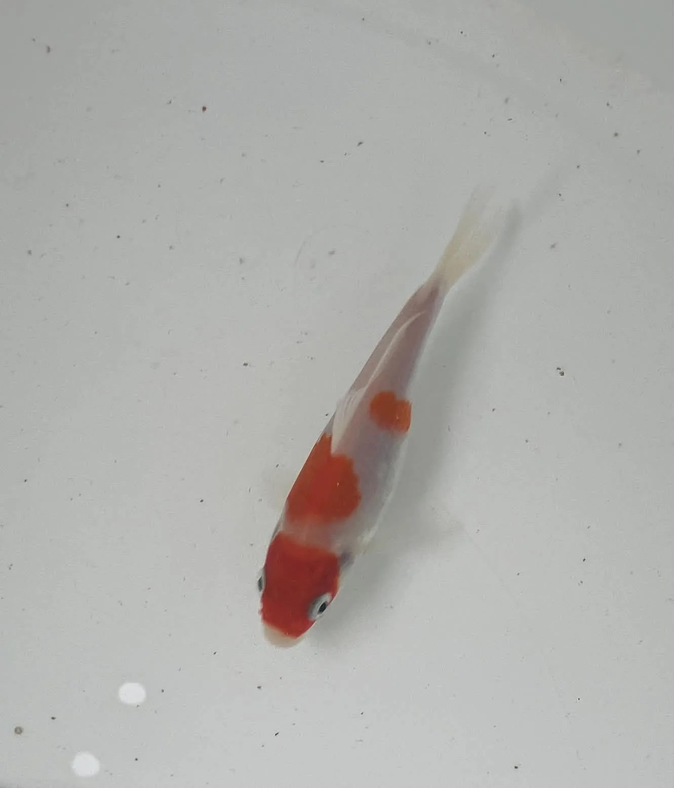 Kohaku