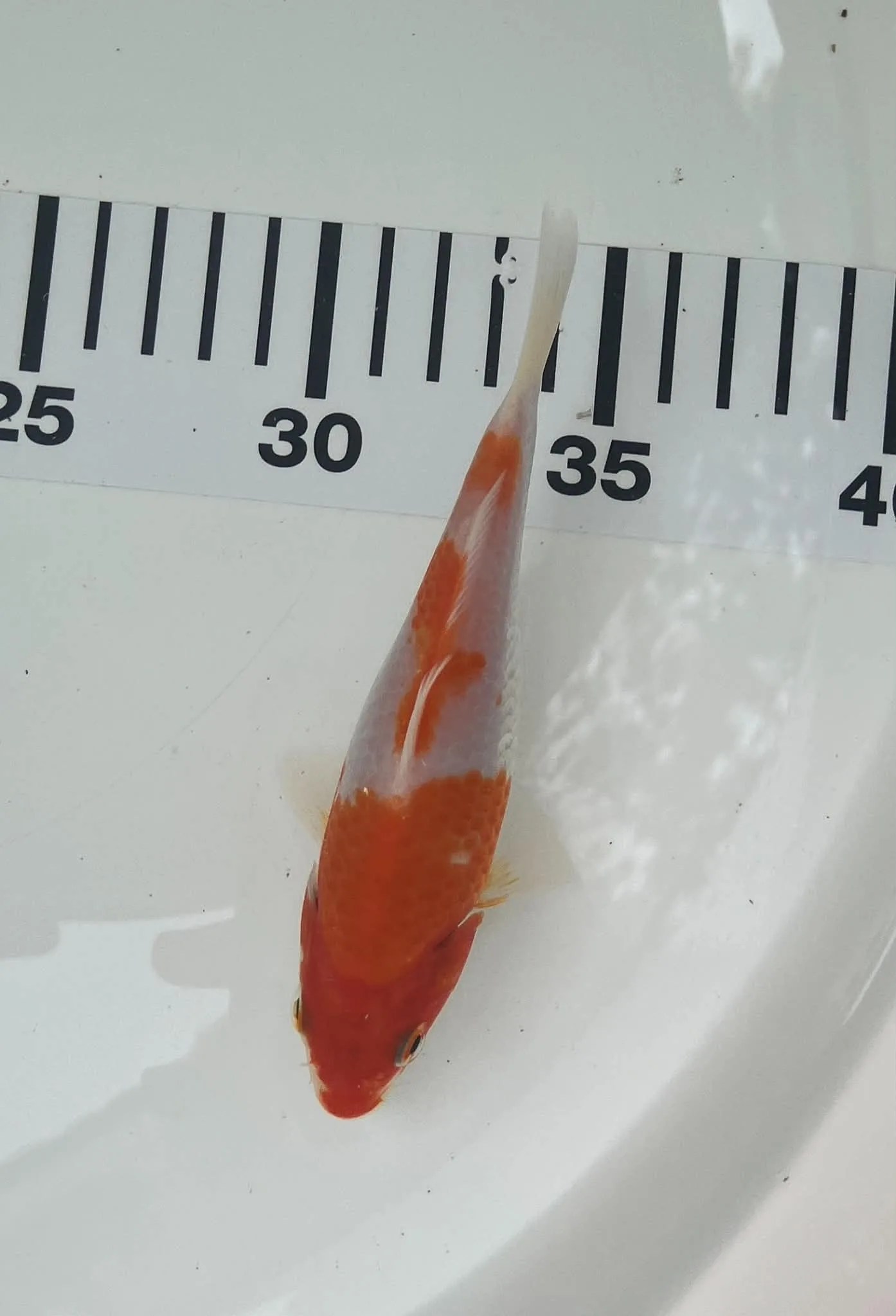 Kohaku