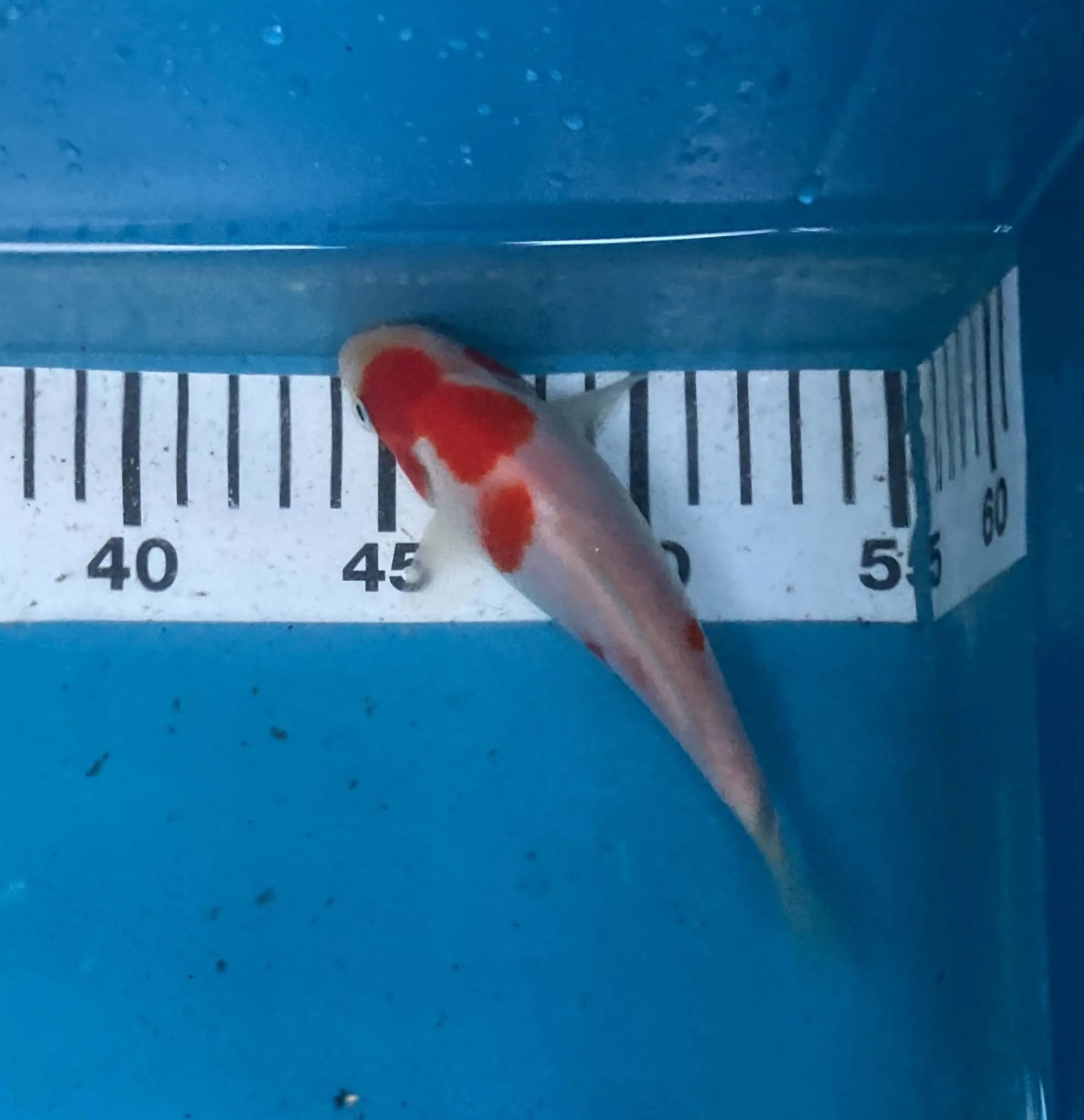 Kohaku