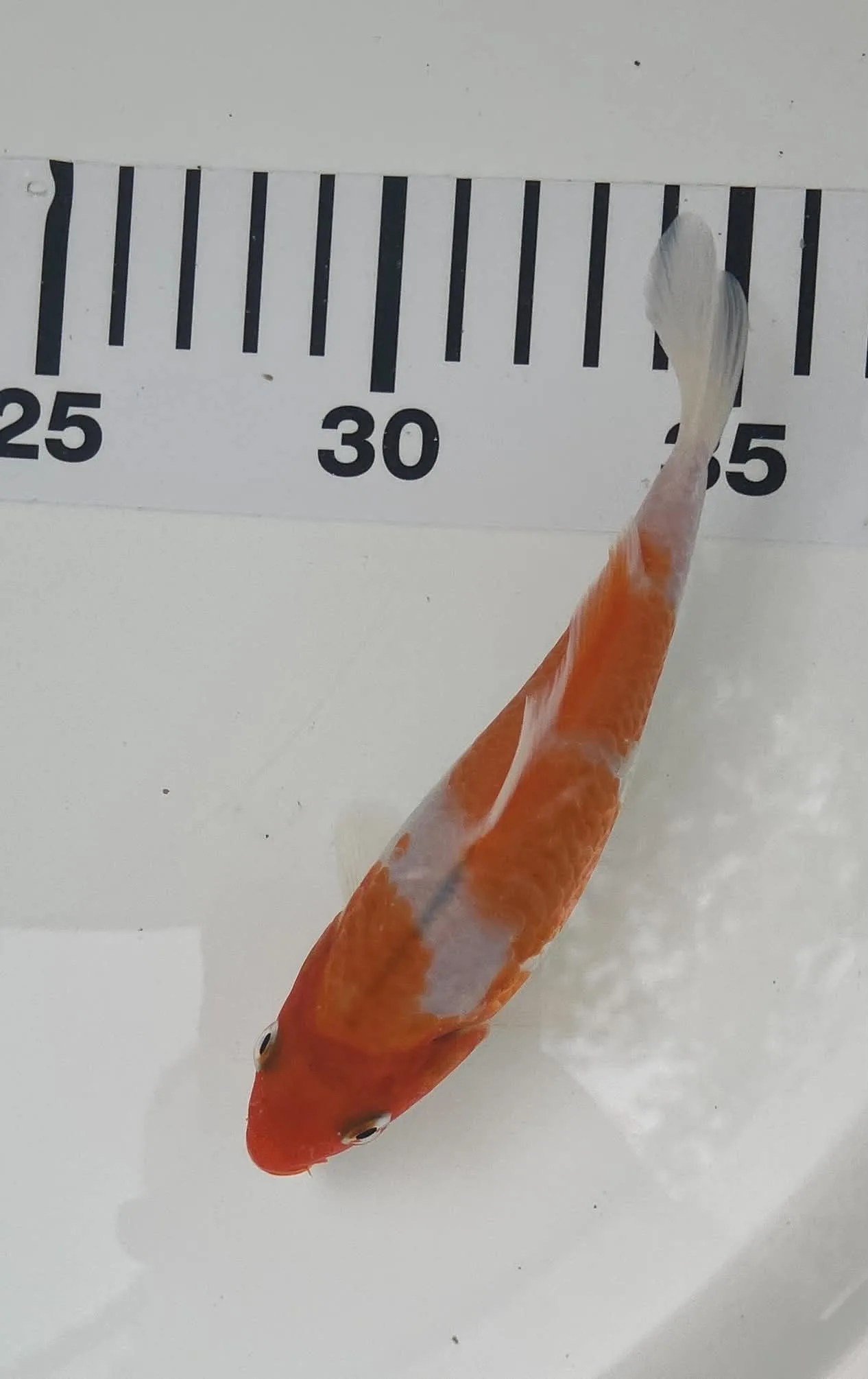 Kohaku