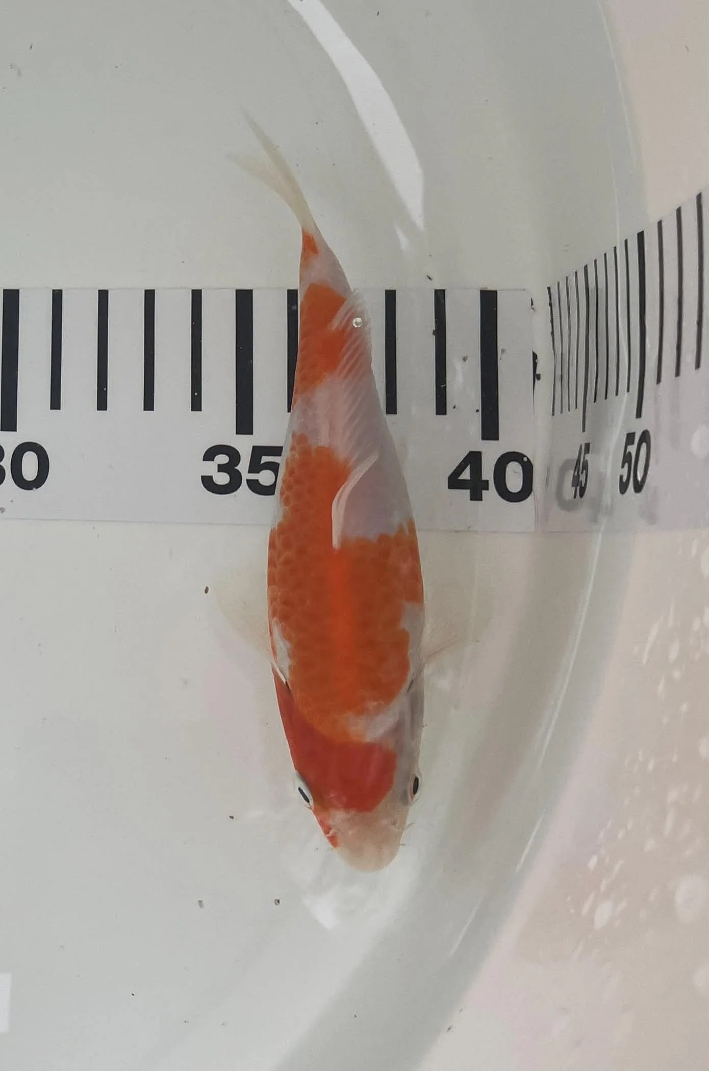 Kohaku