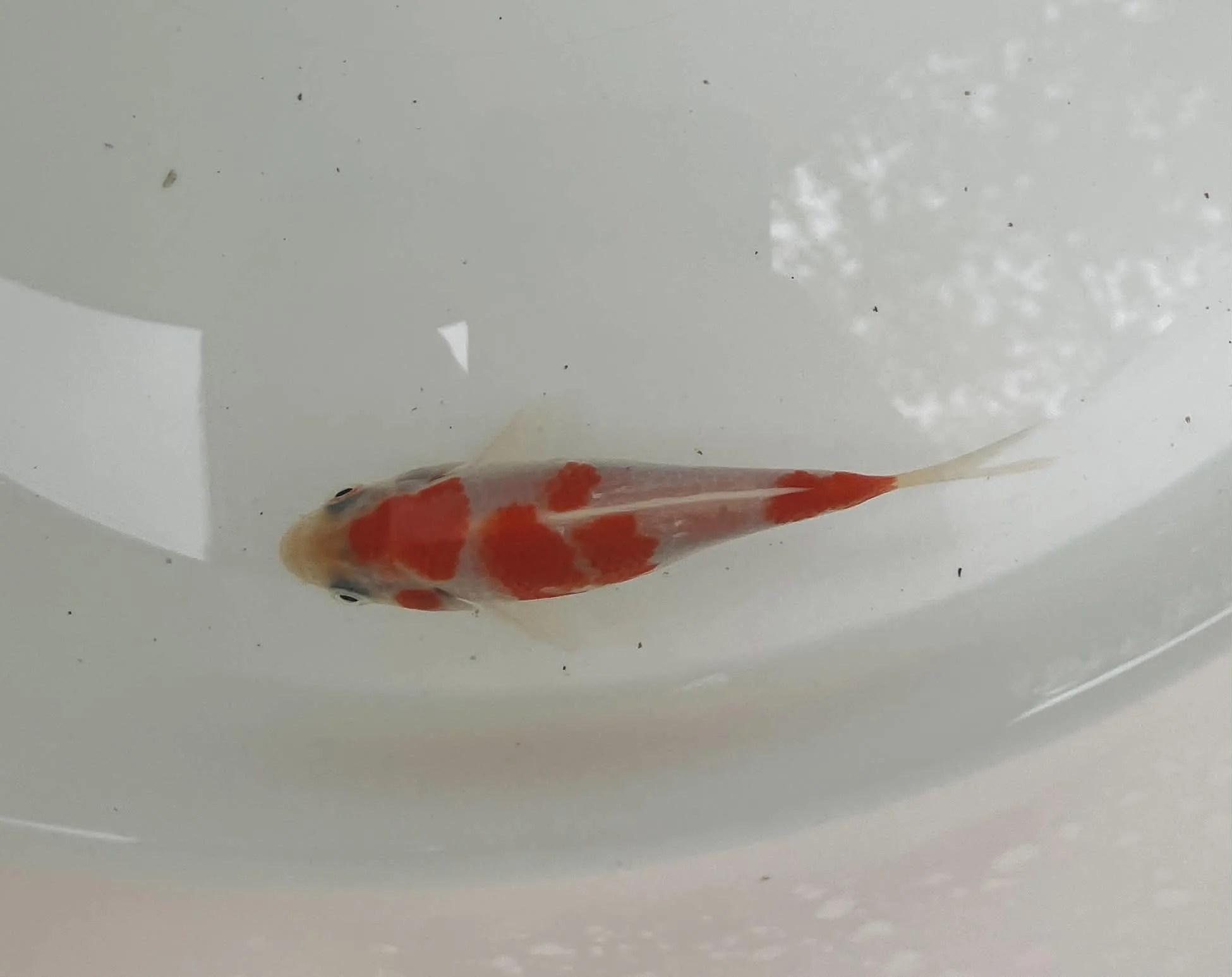 Kohaku