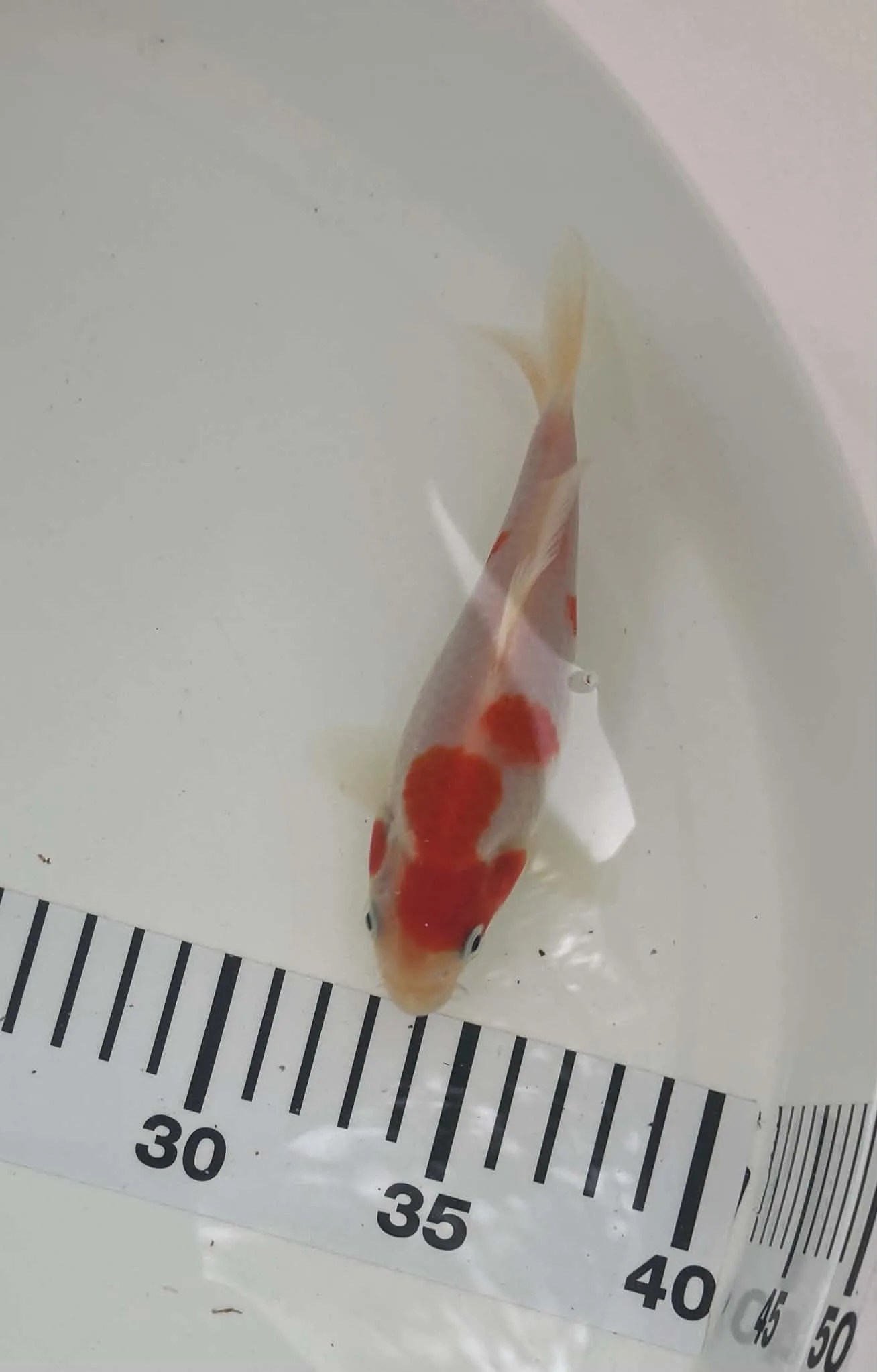 Kohaku