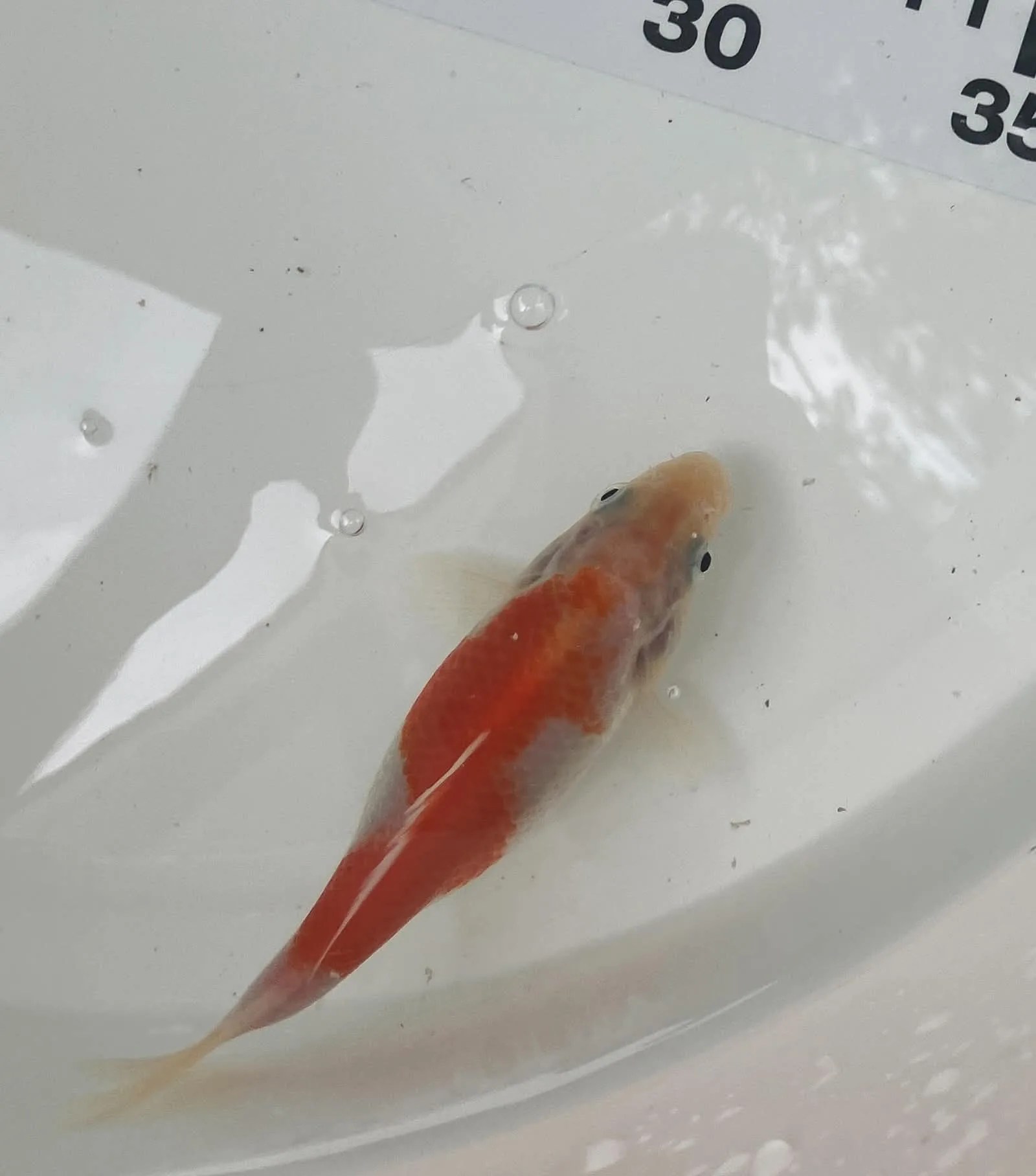 Kohaku