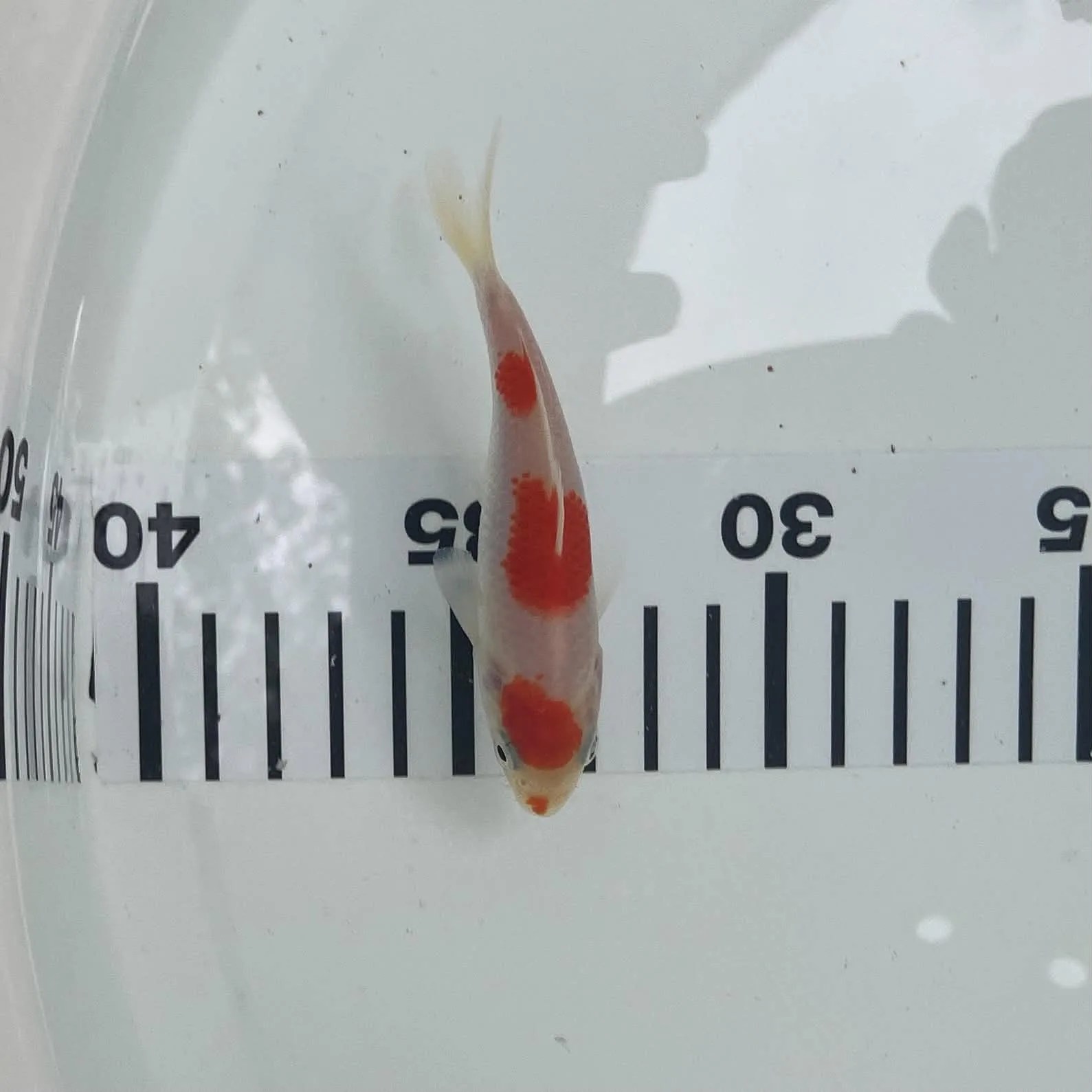 Gucibeni Kohaku