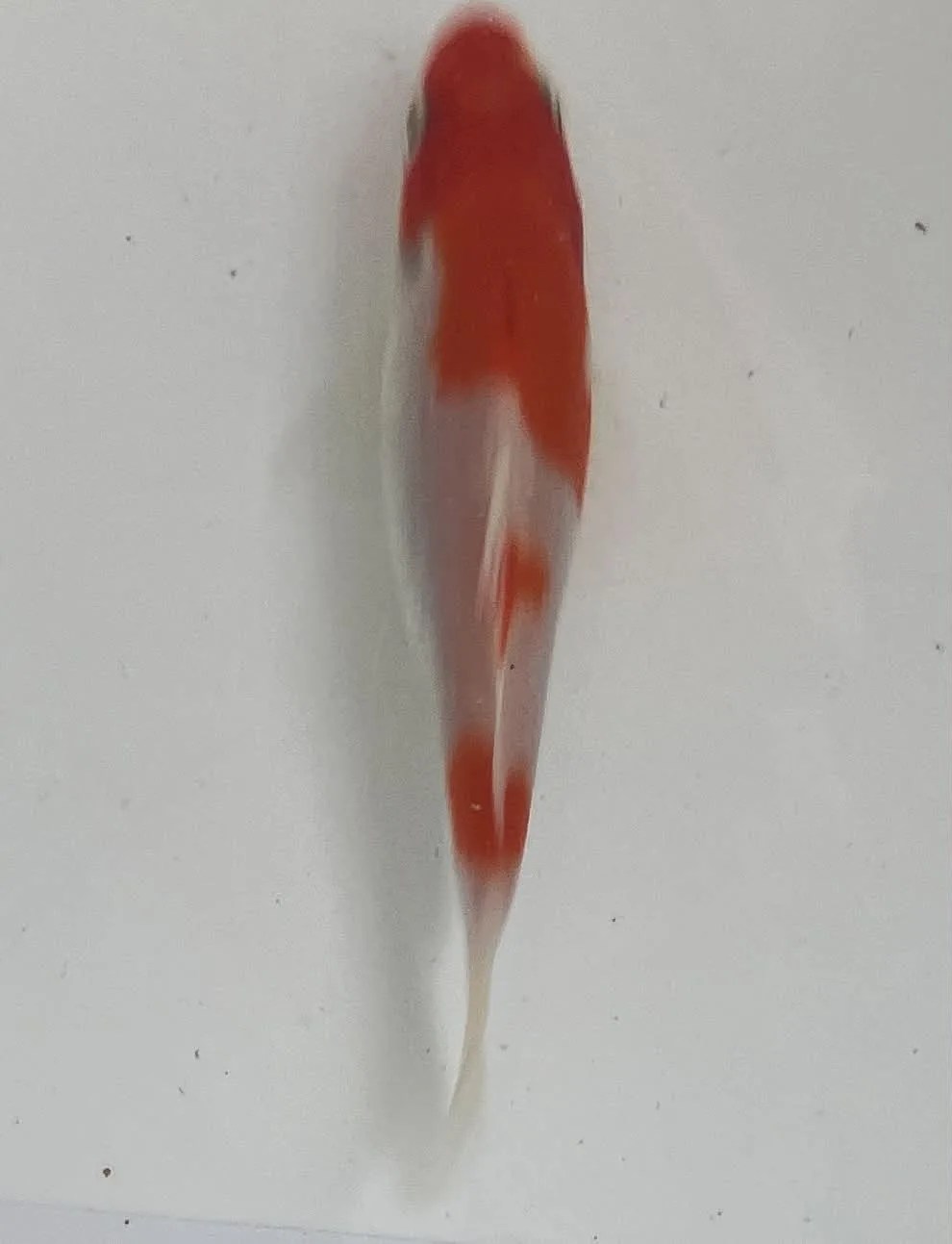 Kohaku