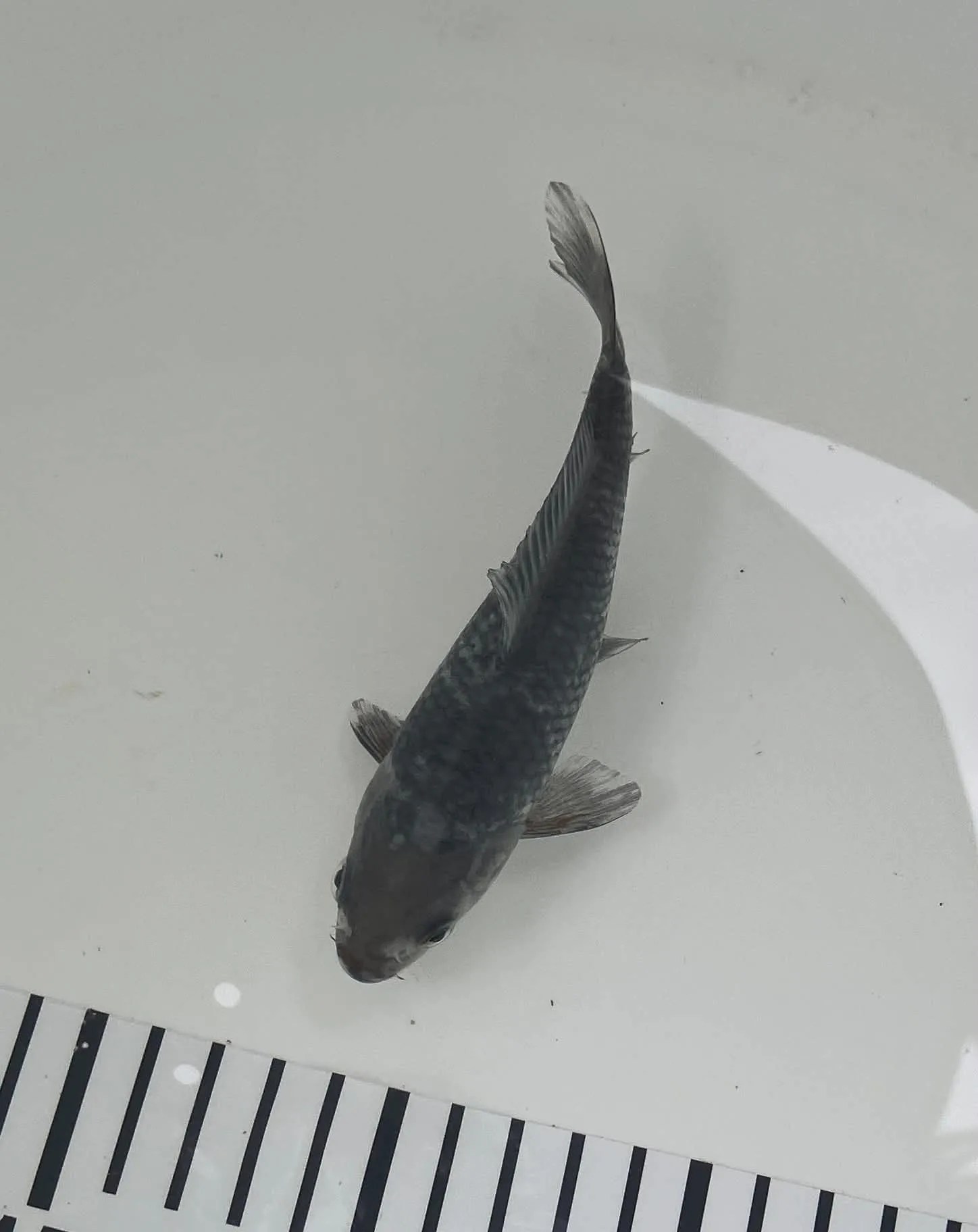Mix Koi