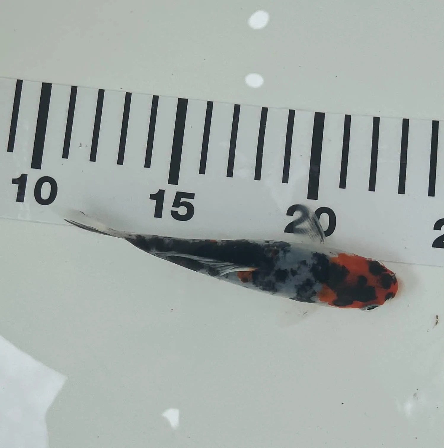 Mix Koi