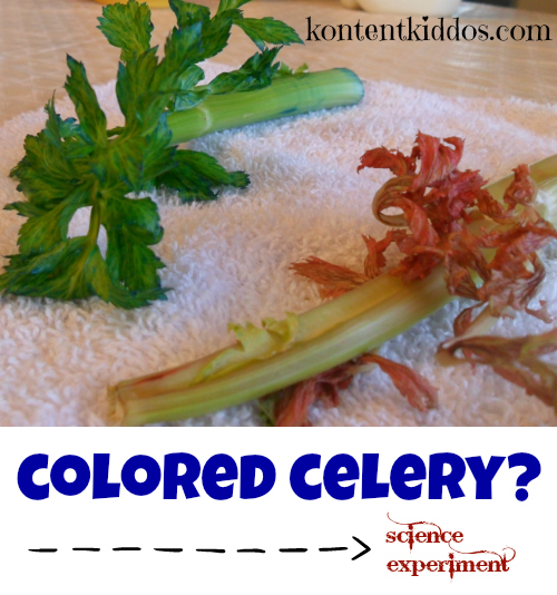 Colored Celery?