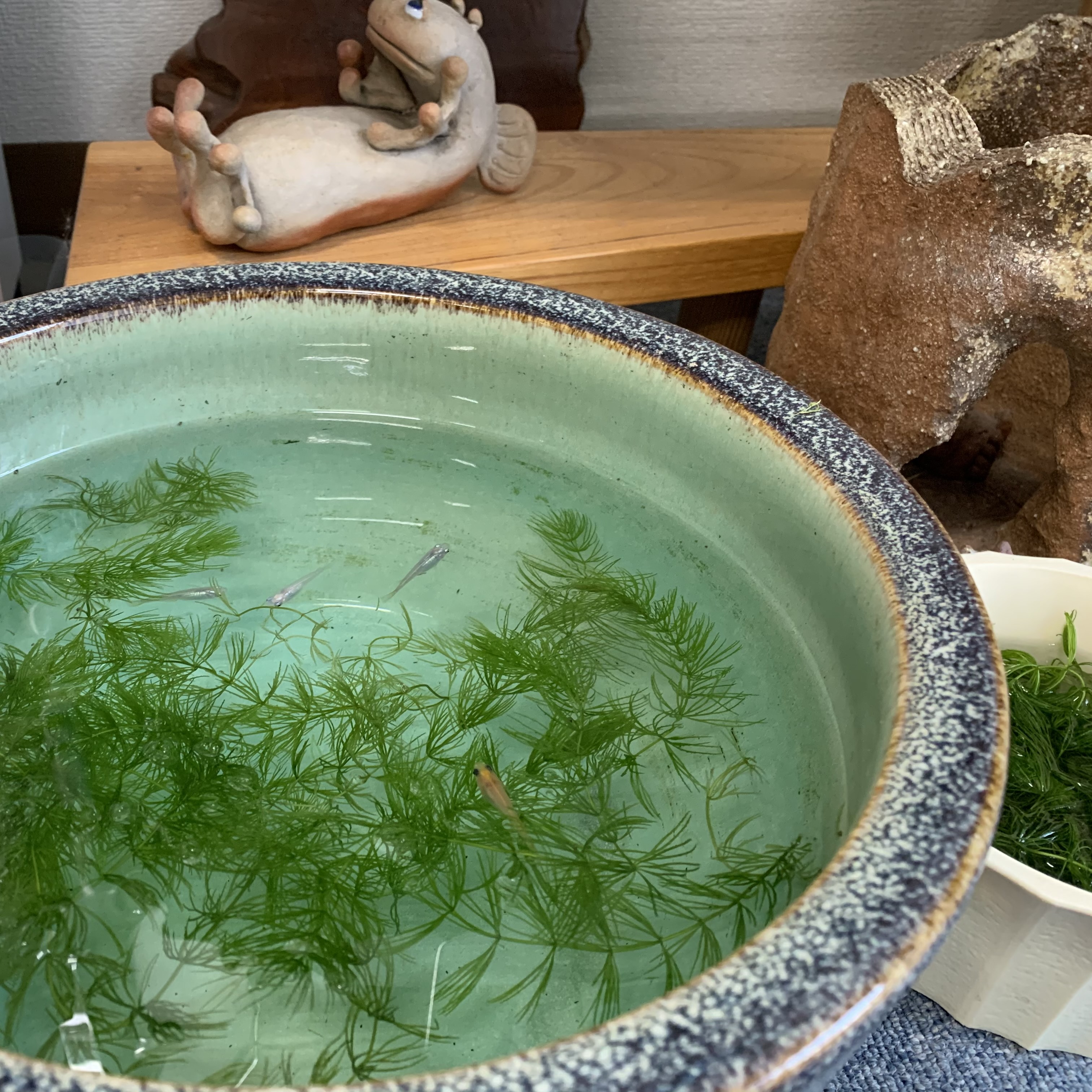 めだか