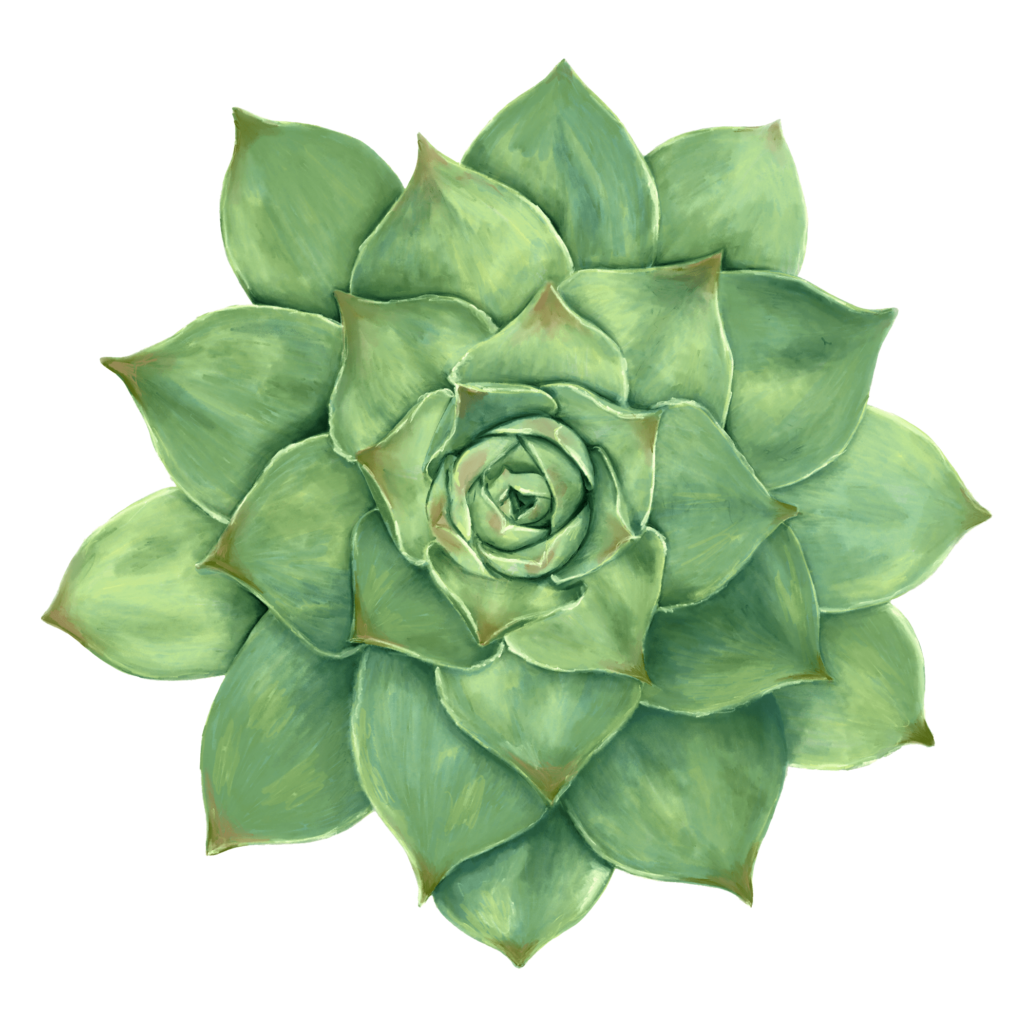 green succulent