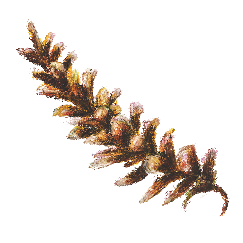 pine cone in oil pastels