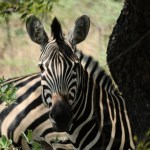 Burchell's Zebra