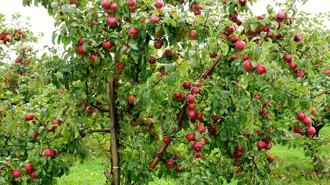 स्याउका बिरुवा बिक्री नहुँदा जलाएर नष्ट