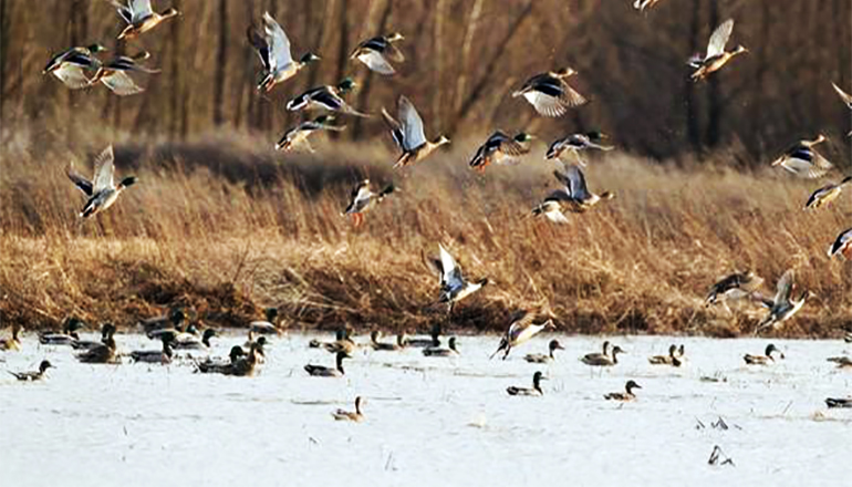 Missouri Department of Conservation sets game bird and waterfowl 