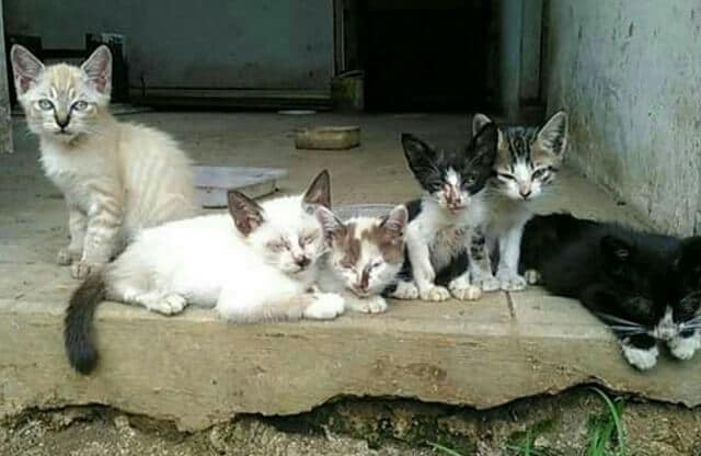 Dulu Dibuang di Dalam Karung, Kucing Ini Sekarang Sudah Ganteng »  KucingMania