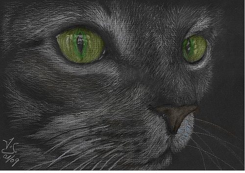 Kazen Blue Eyes Grau Weiss Blau Katze Von Sasti Line Bei Kunstnet