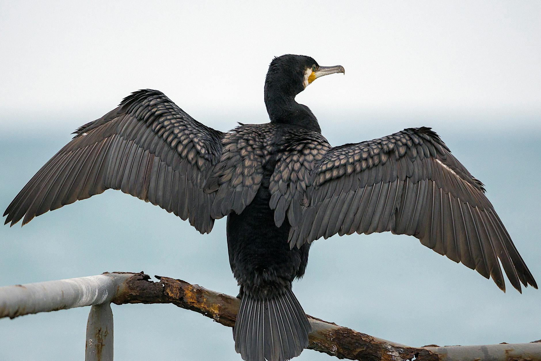 cormorant in close up
