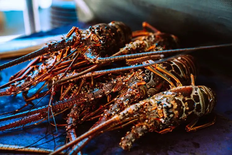True meaning and right interpretation of dream about lobster