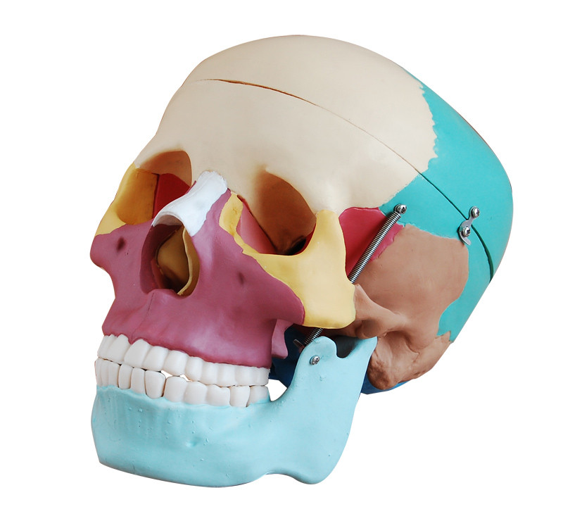 Skull Model with 8 Parts Brain XC-104E - Labtex Scientific World
