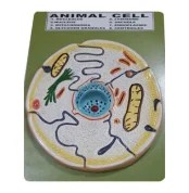 Animal-Cell-Model