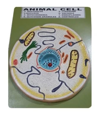 Animal-Cell-Model