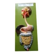 Human-Digestive-System-Model