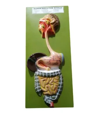 Human-Digestive-System-Model