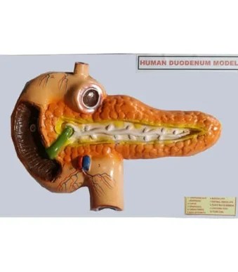 Human-Duodenum-Model